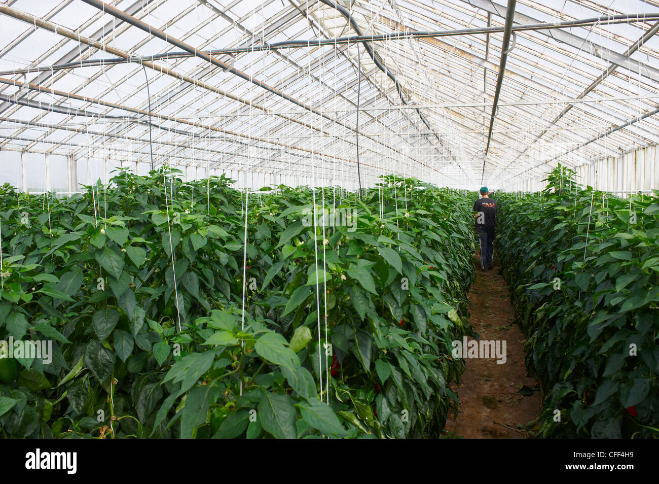 Red peppers in greenhouse, Hveragerdi, Iceland, Polar Regions Stock Photo