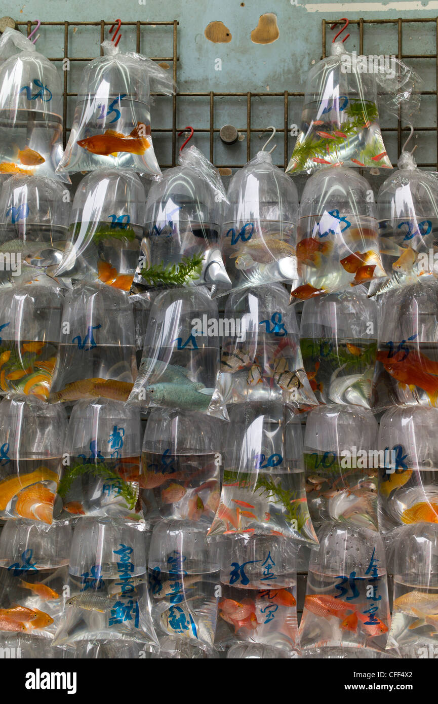 Fish for sale in plastic bag Stock Photo Alamy
