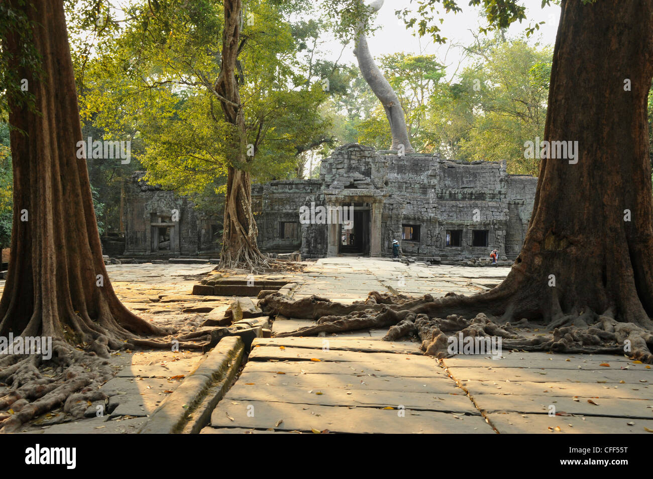 Trees in front of entrance pavillon at Ta Prohm, Angkor, Cambodia, Asia Stock Photo