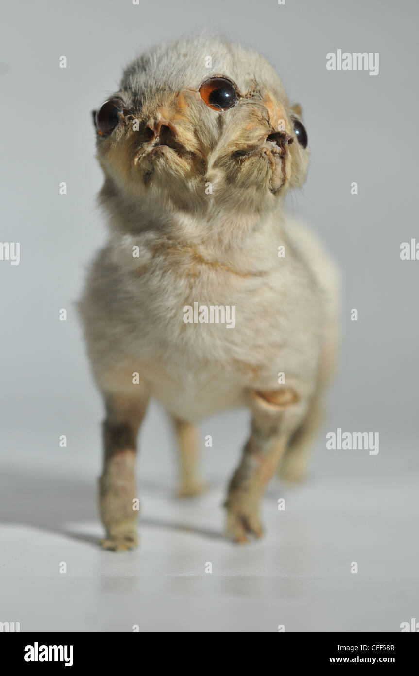GOOGLE , THE TWO FACED THREE EYED VICTORIAN  PUPPY Stock Photo