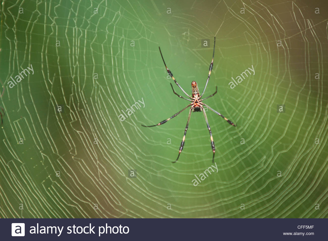 Panama Spiders Stock Photos & Panama Spiders Stock Images Alamy