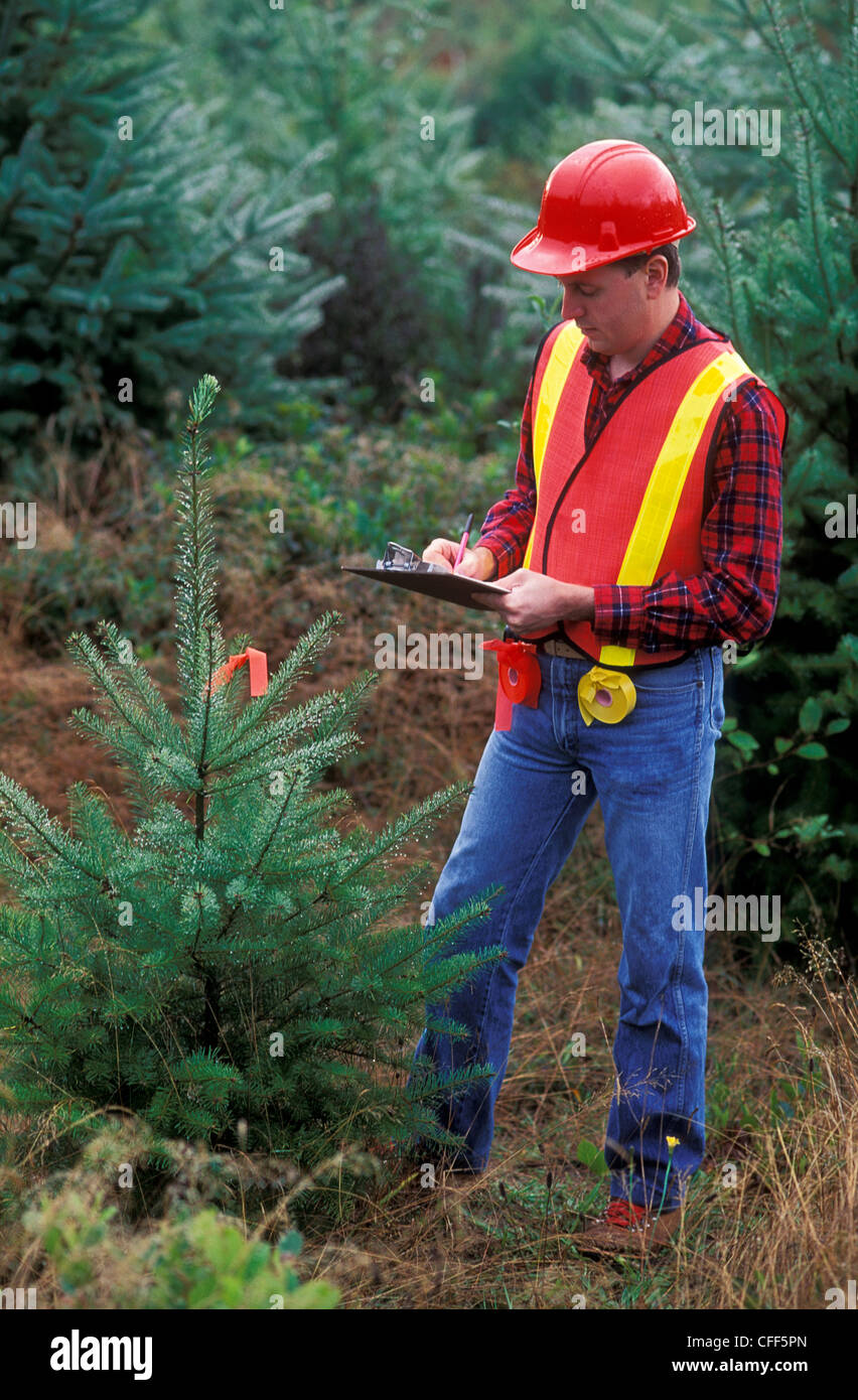 Forestry worker and juvenile spruce tree hi-res stock photography and ...