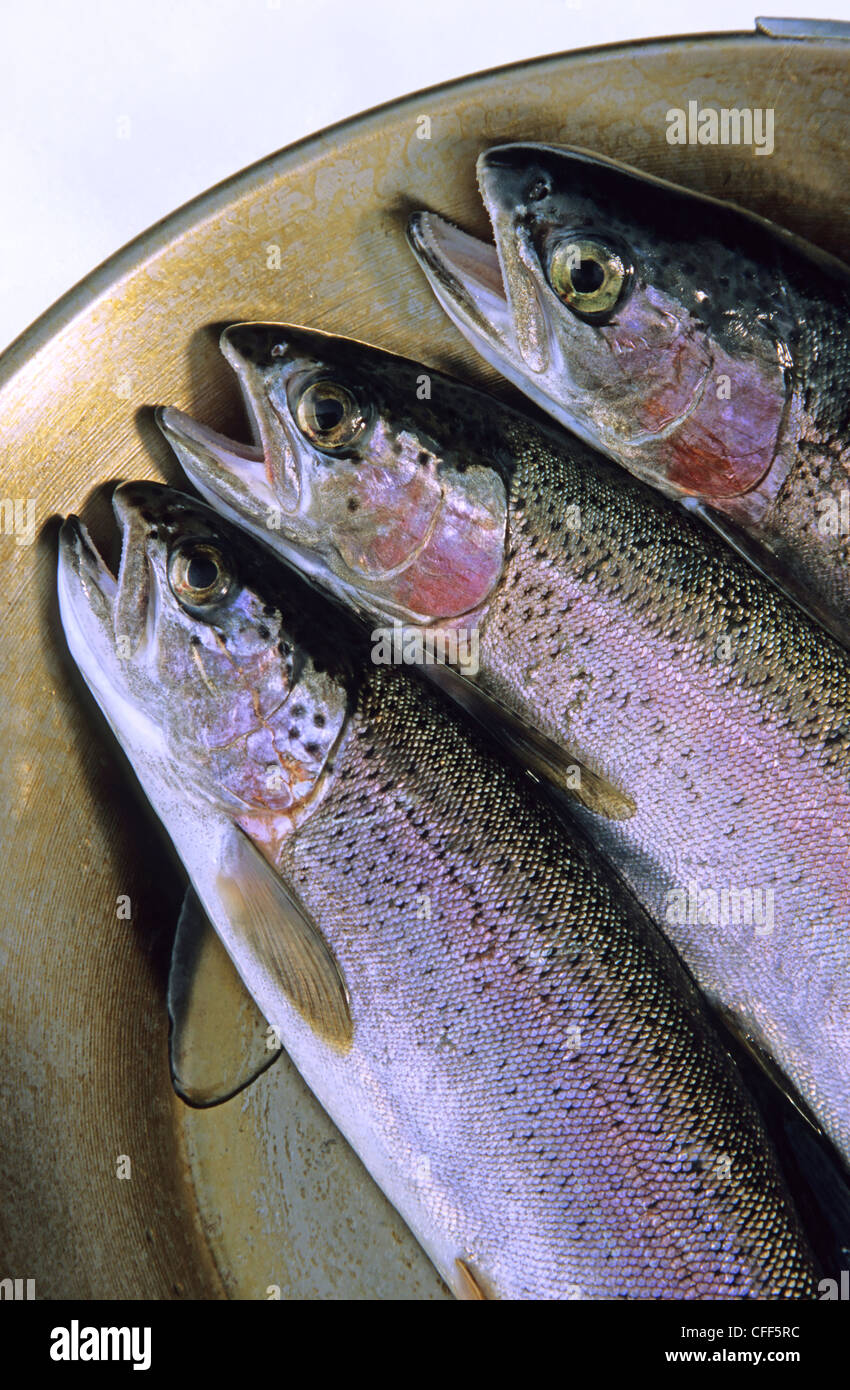 Freshly Caught Rainbow Trout Await The Frying Pan Indianpoint