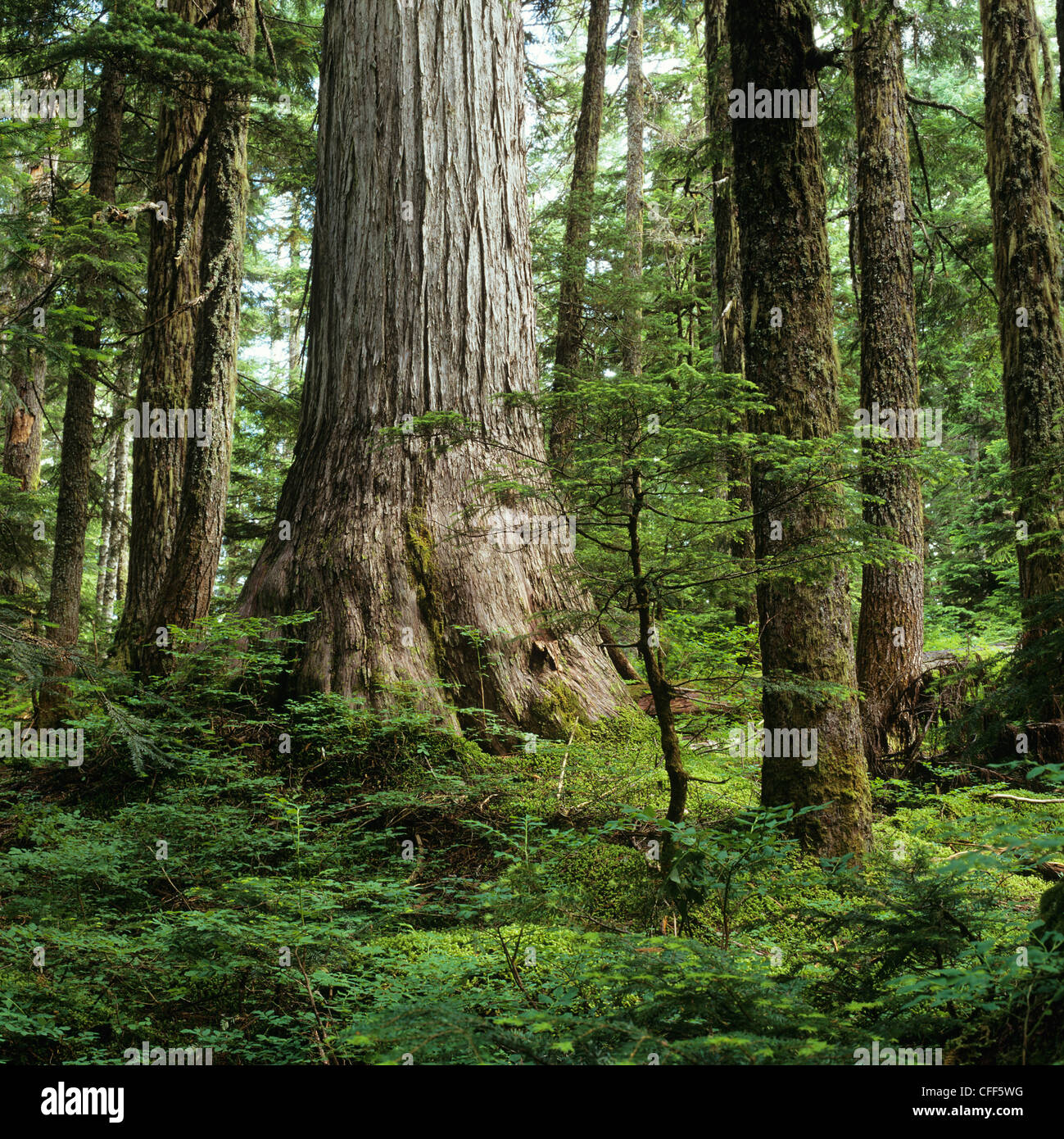 Yellow Cedar, Caren Range, Sechelt Peninsula, British Columbia, Canada. Stock Photo