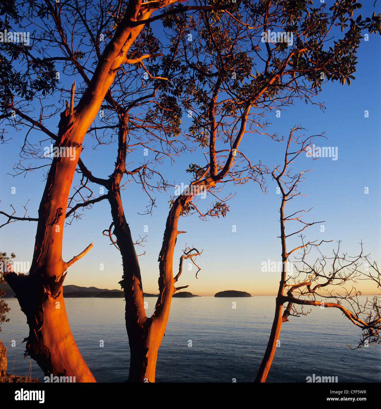 Arbutus trees at sunset, Gospel Rock, Gibsons, Sunshine Coast, British