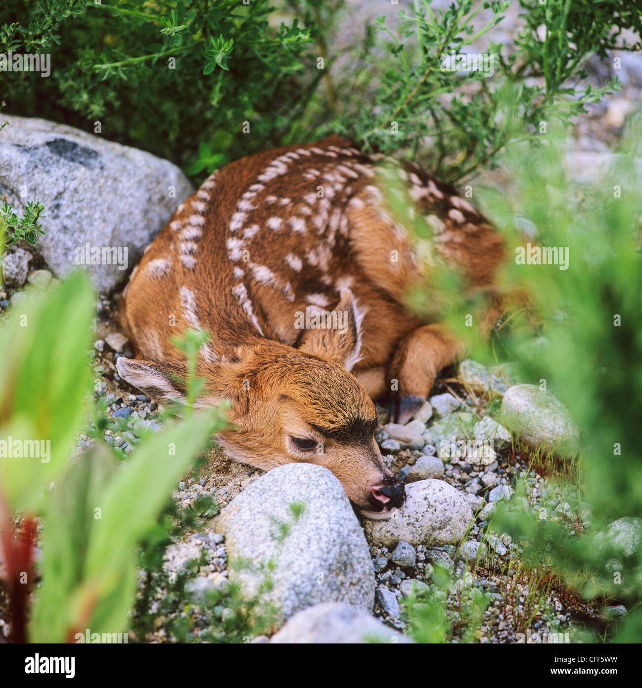 Blacktail deer, (Odocoileus hemionus), fawn, Howe Sound, British
