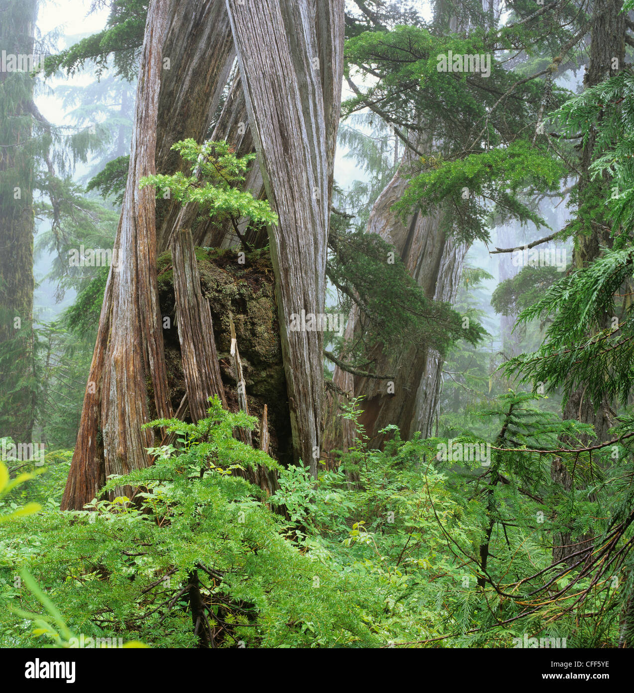 Young Hemlock growing in old Cypress, Caren Range, Sechelt Peninsula, british columbia, Canada. Stock Photo