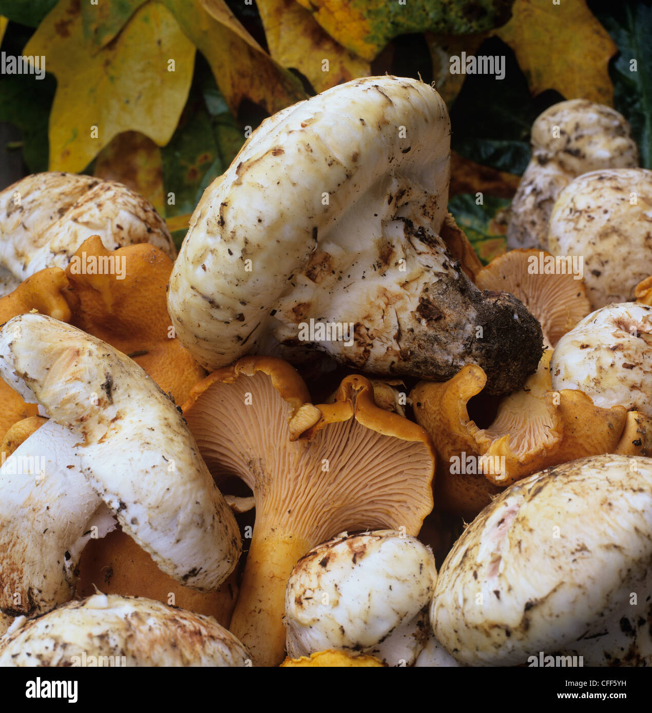 Pine and Chantrelle mushrooms, Mt. Elphinstone Provincial Park, british columbia, Canada. Stock Photo