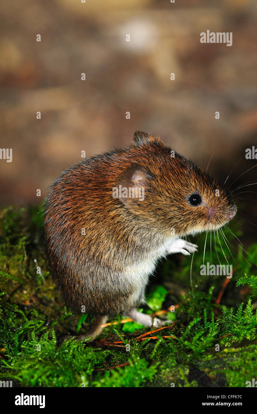 A tiny harvest mouse on moss UK Stock Photo