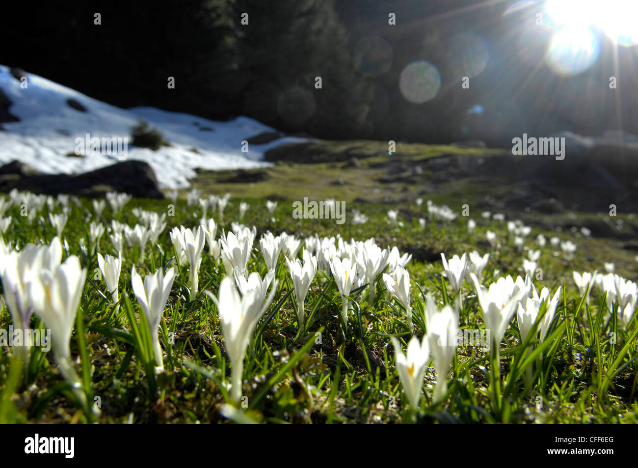 Crocusses in an alpine meadow, South Tyrol, Italy, Europe Stock Photo
