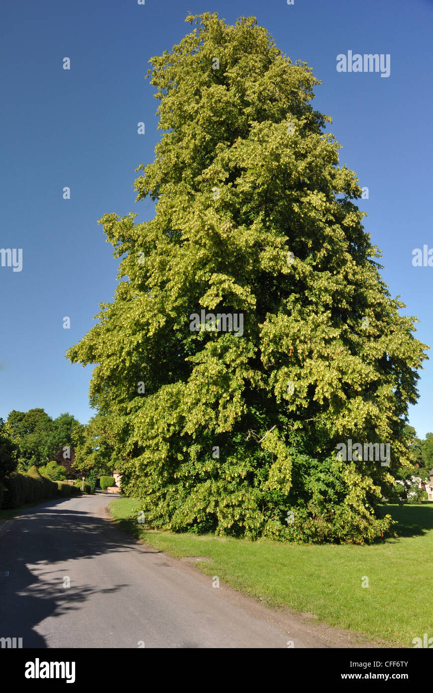 Aston Rowant, Village Green, Oxfordshire , UK , Silver Lime Tree Stock Photo