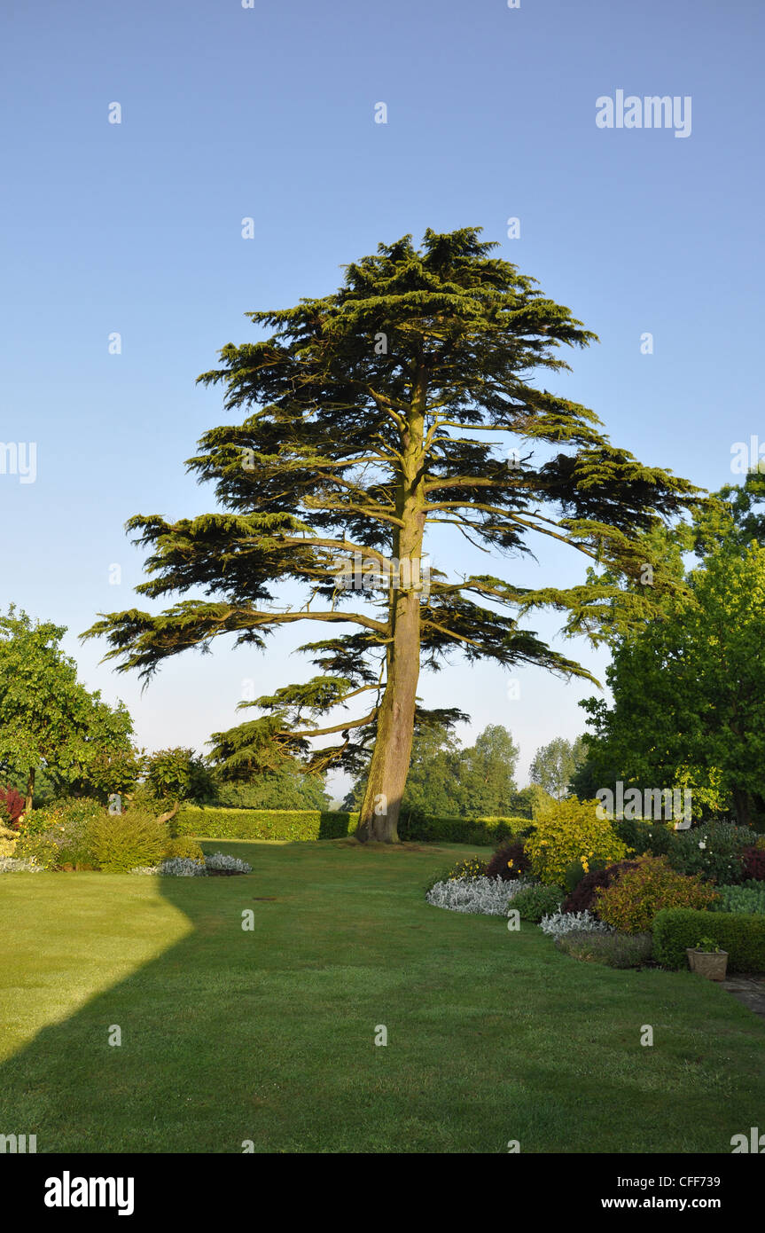 Cedars of Lebanon Tree, Wormleighton, Near Banbury, UK Stock Photo