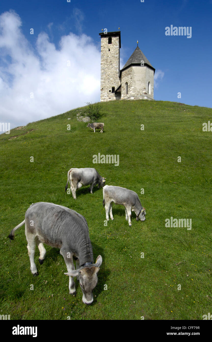 Cows in front of church on a hill, Burggrafenamt, Alto Adige, South Tyrol, Italy, Europe Stock Photo