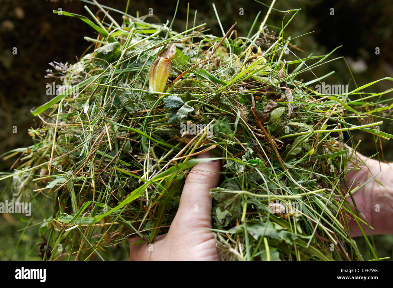 Woman halding freshly mowed grass in her hands, Unterland, Alto Adige, South Tyrol, Italy Stock Photo