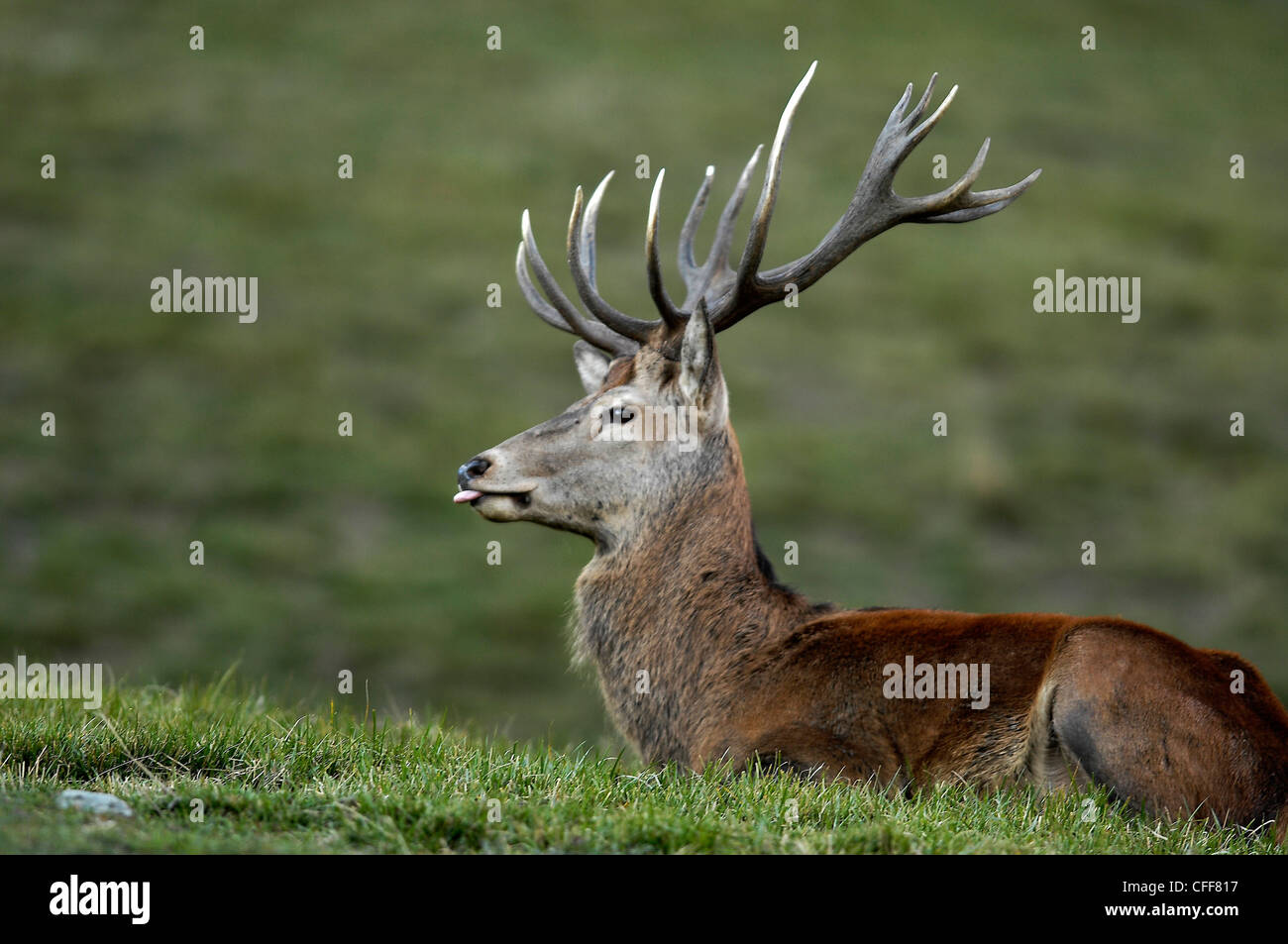 Deer in profil, Alto Adige, South Tyrol, Italy Stock Photo