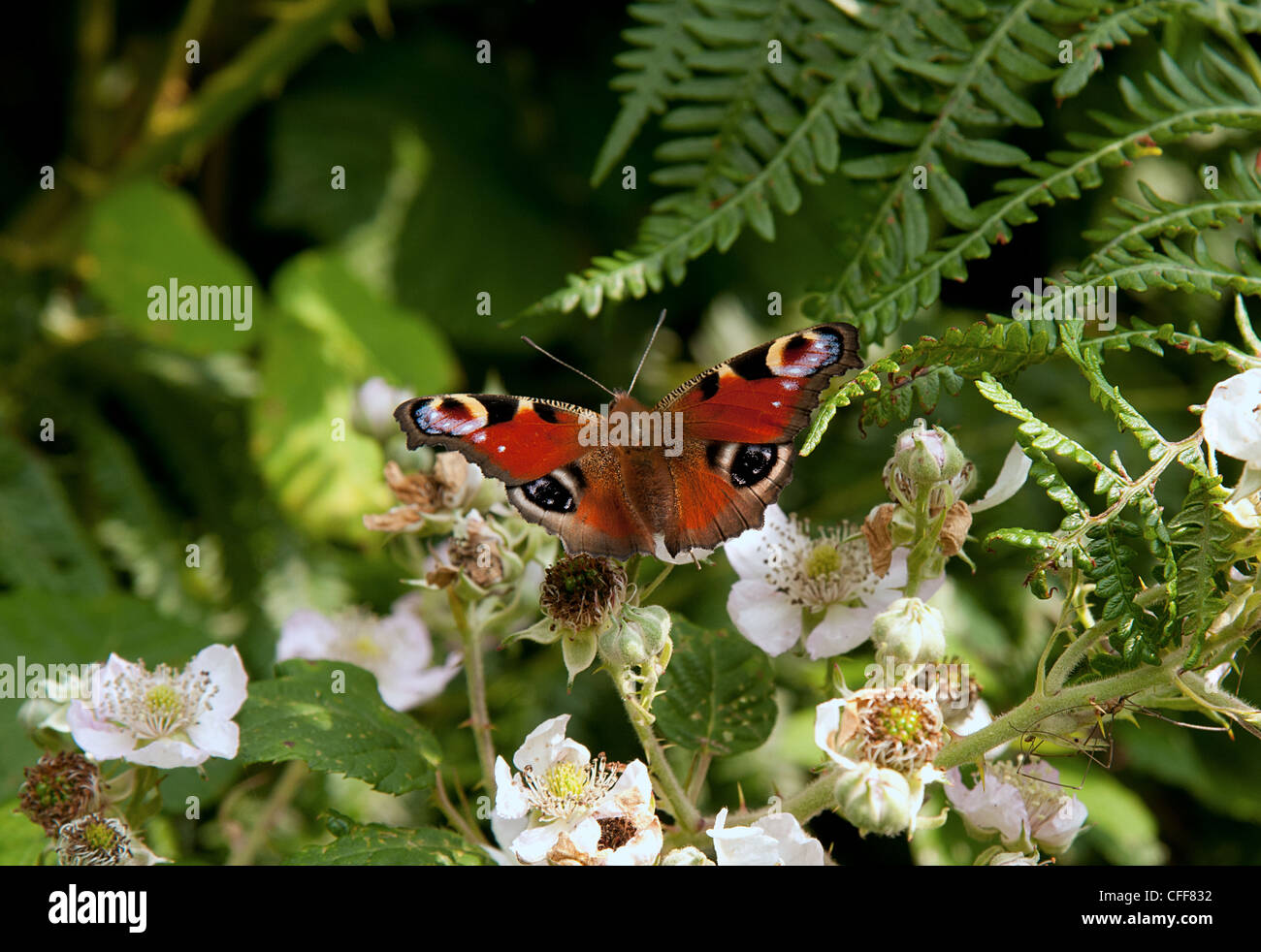 butterflies peacock butterfly Stock Photo - Alamy
