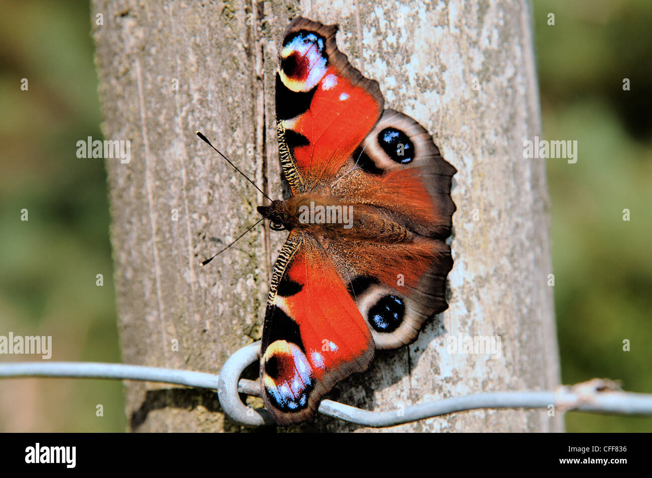 butterflies peacock butterfly Stock Photo - Alamy