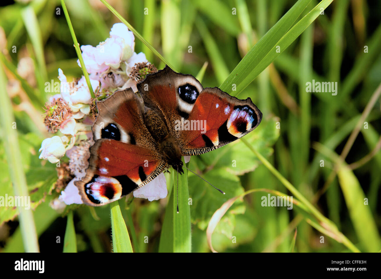 butterflies peacock butterfly Stock Photo - Alamy