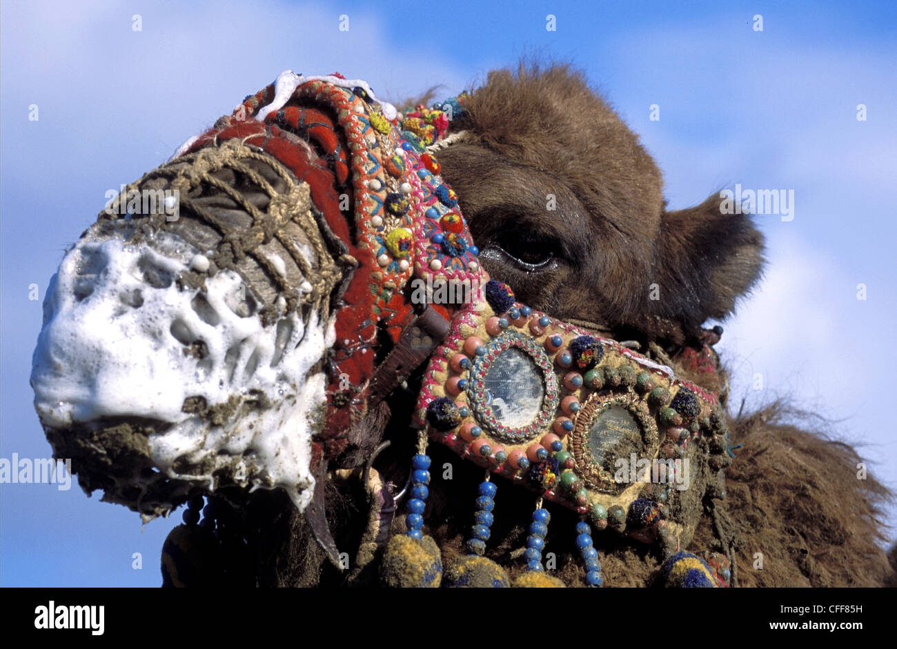 Drooling camel in Camel Wrestling Championship Bergama Turkey Stock