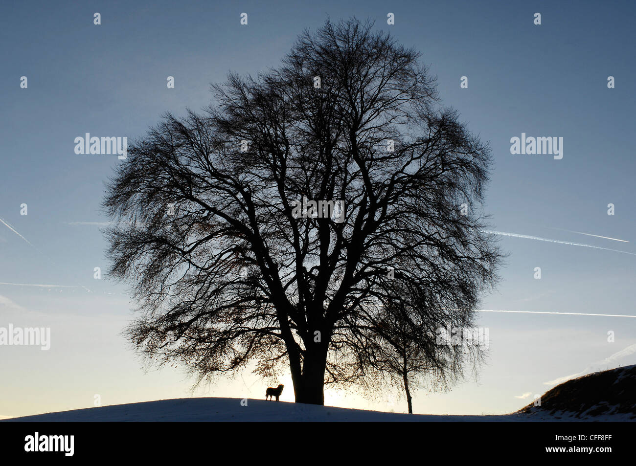Silhouette Beech Tree In Winter Stock Photos & Silhouette Beech Tree In