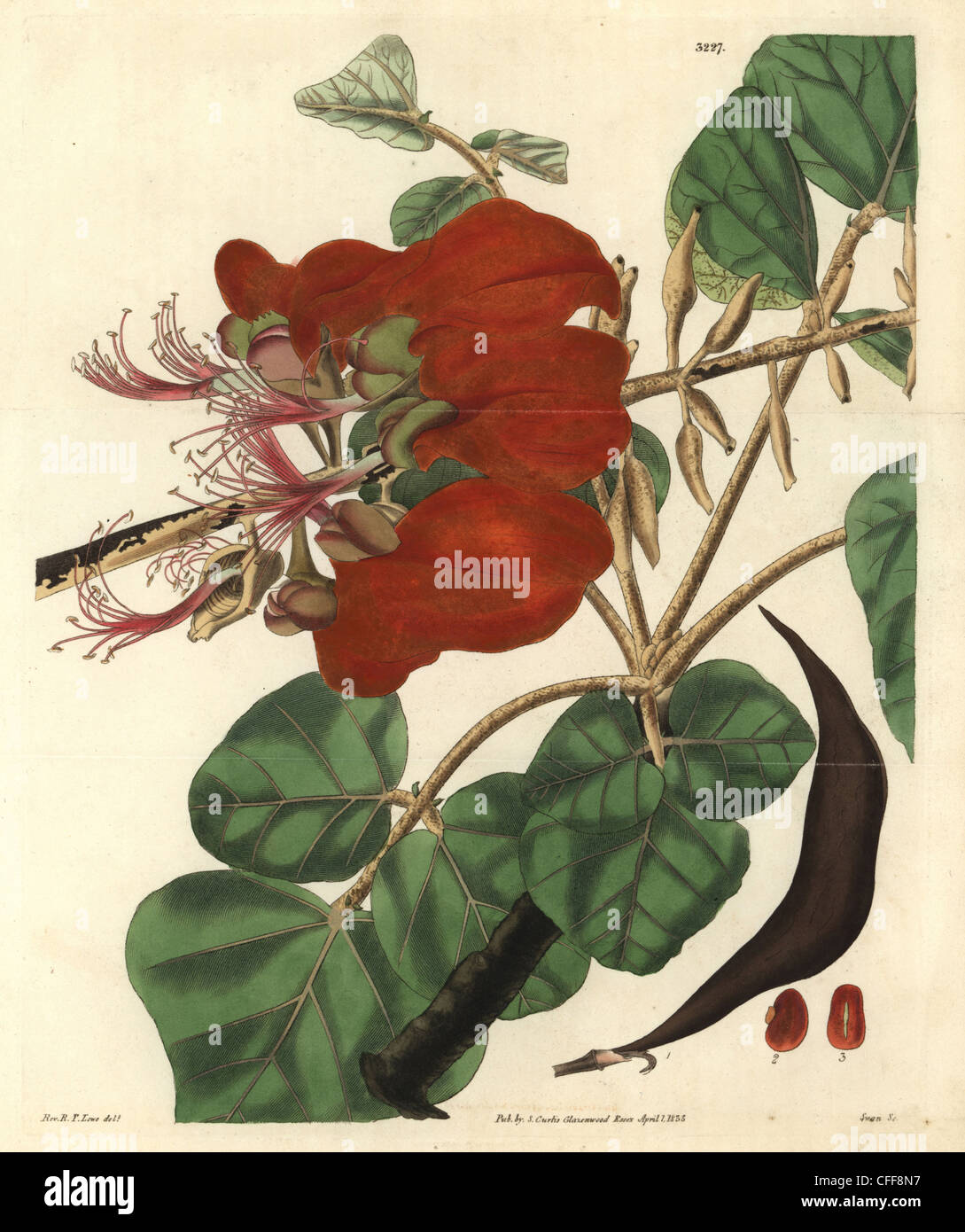 Velvety erythrina, Erythrina velutina. Stock Photo