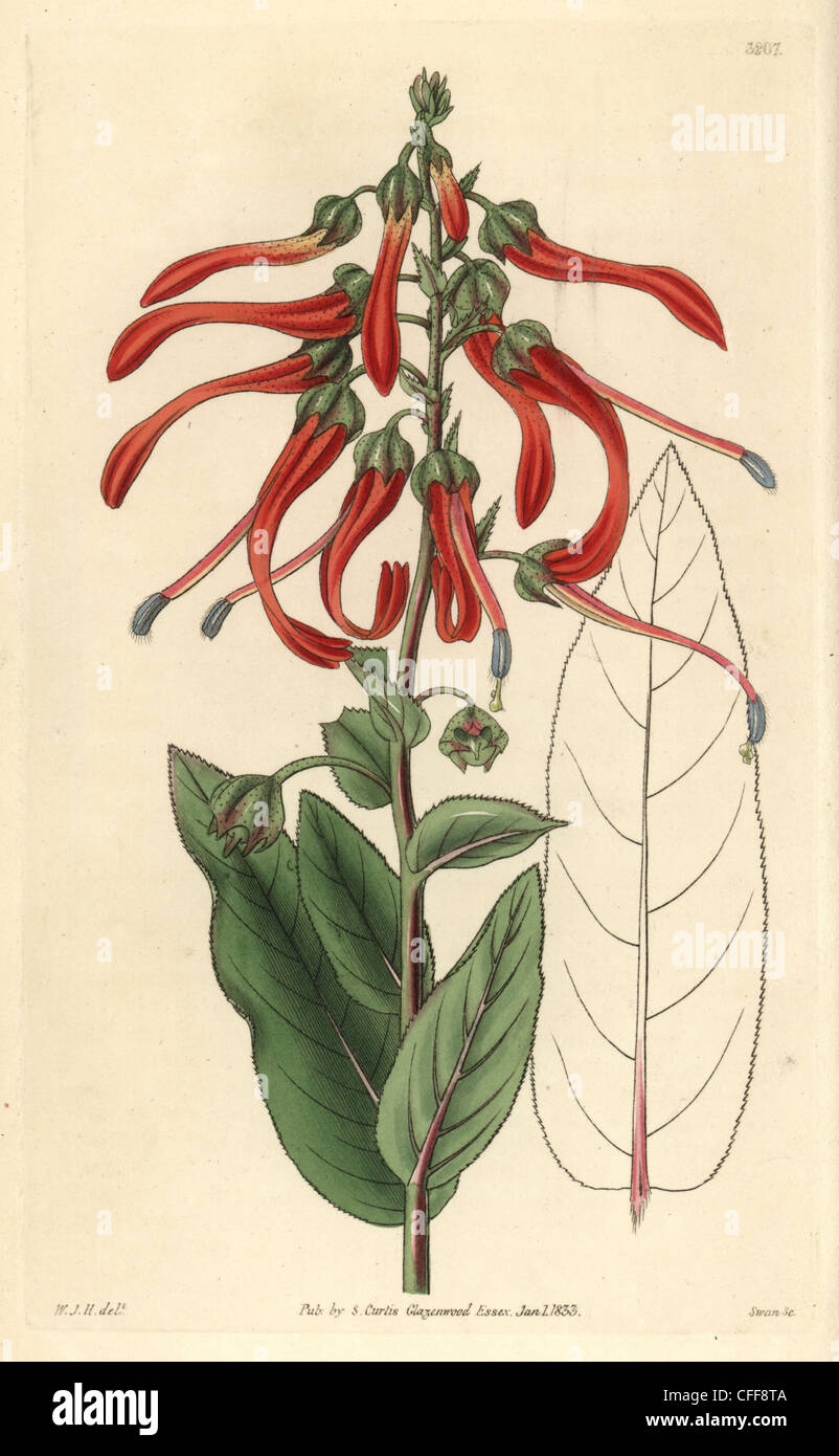 Sharp-pointed lobelia, Lobelia mucronata or Lobelia cardinalis. Stock Photo