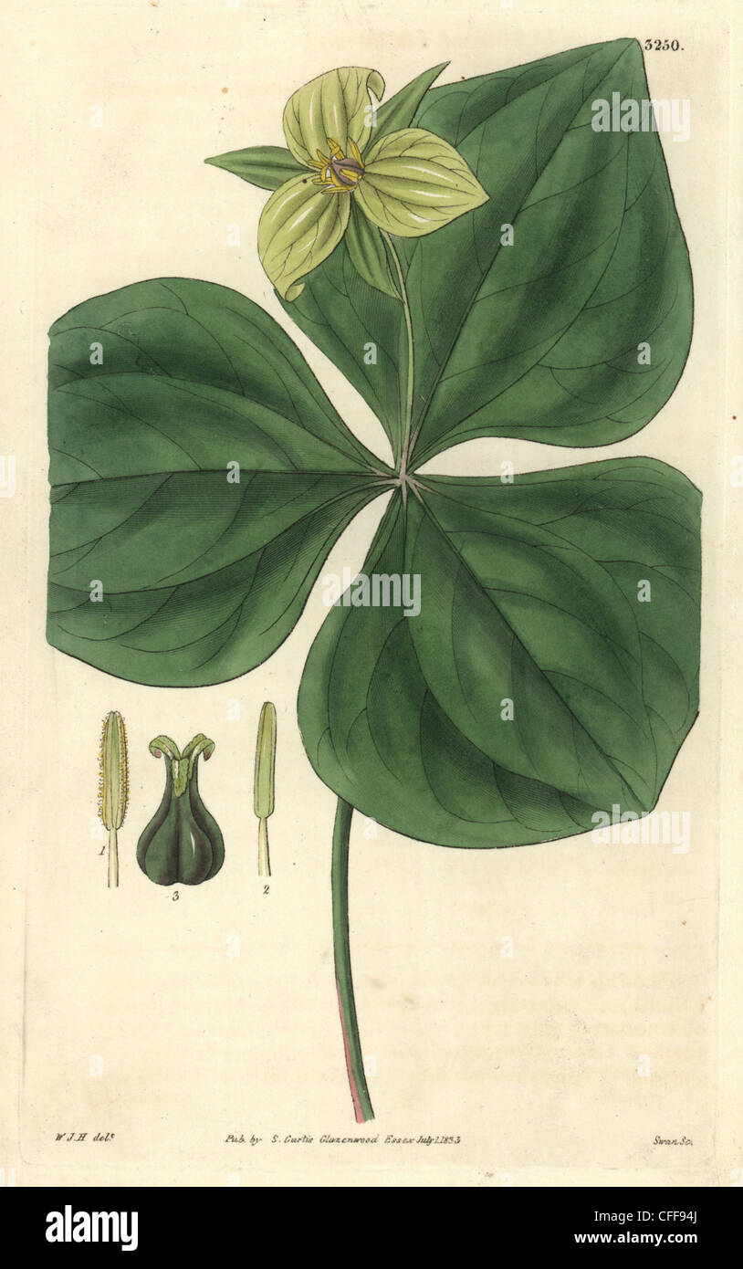 Upright-stalked trillium, Trillium erectum var. viridiflorum. Stock Photo