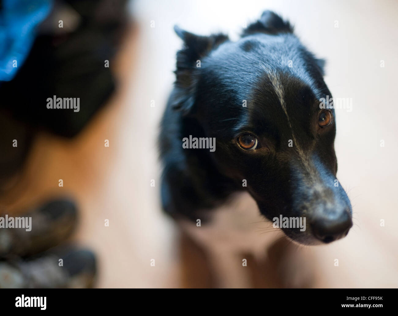 Border collie back hires stock photography and images Alamy