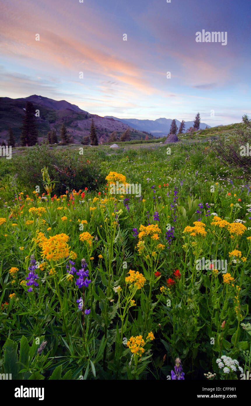 A field of wildflowers at sunset in the Sierra Nevada Mountains near Lake Tahoe, California. Stock Photo