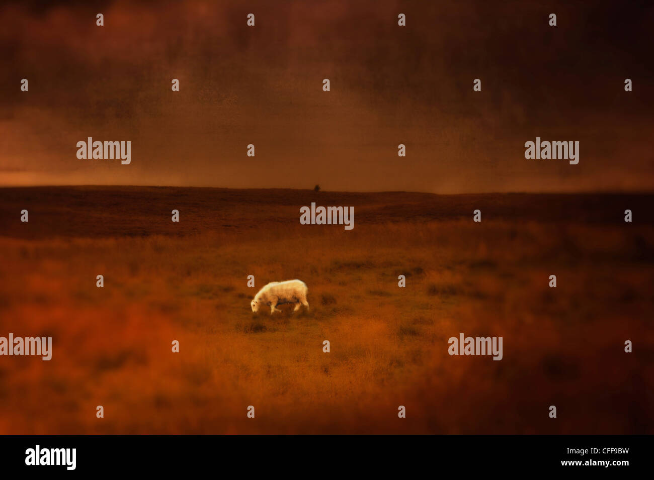 Lamb of God - a sole sheep grazes in a  landscape under a stormy sky Stock Photo