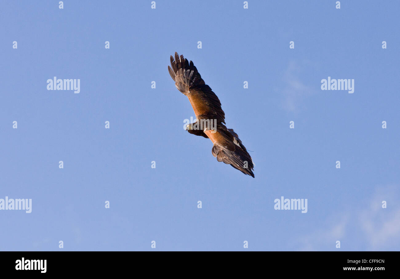Sonoran desert birds of prey hires stock photography and images Alamy