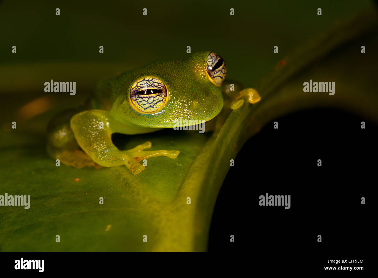 Spiny Cochran Frog, Teratohyla spinosa, at nighttime in the rainforest at Burbayar nature reserve, Panama province, Republic of Panama. Stock Photo