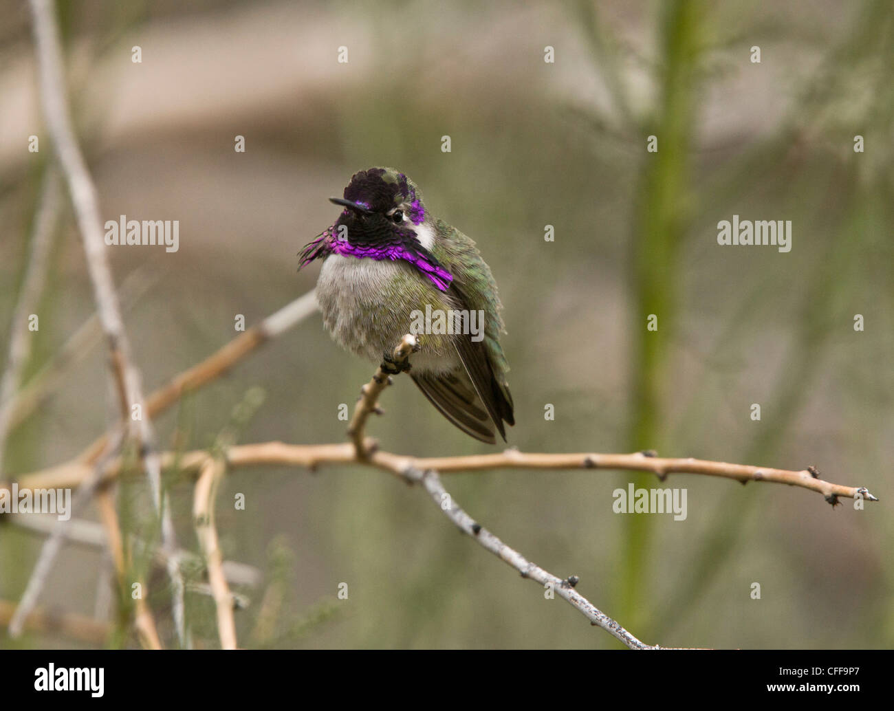 Costa's Hummingbird, male; Calypte costae Arizona, USA Stock Photo