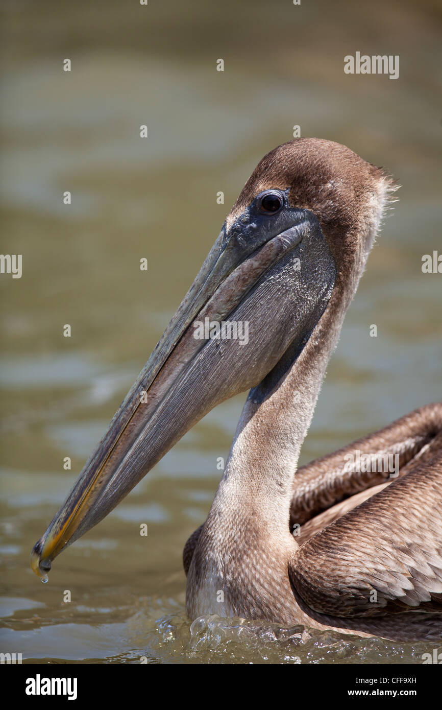 Immature Brown Pelican, Pelecanus occidentalis, on Gatun lake, Republic of Panama. Stock Photo