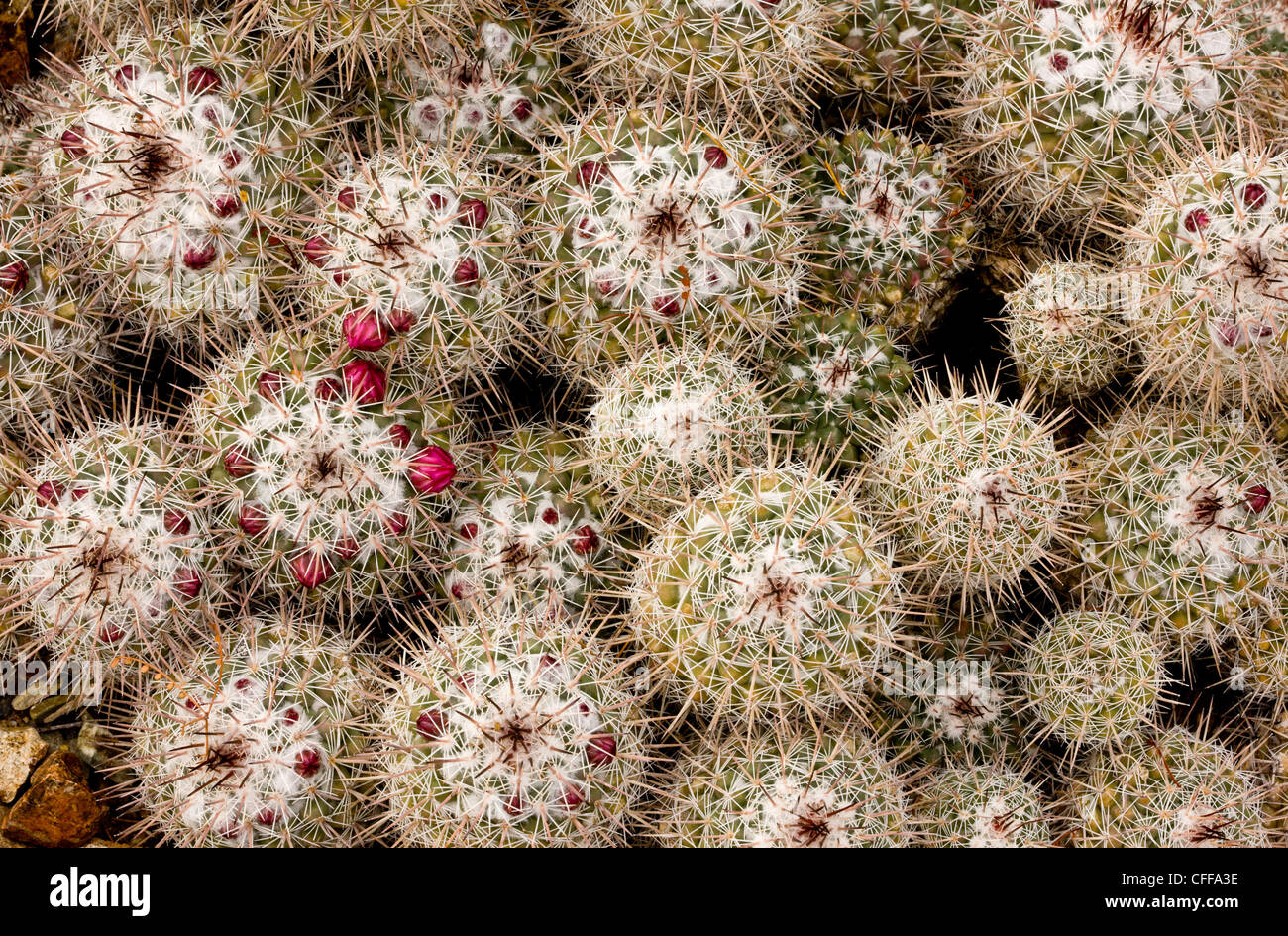 Pincushion Cactus, Mammilaria standleyi = M. hertrichiana, Arizona, USA Stock Photo