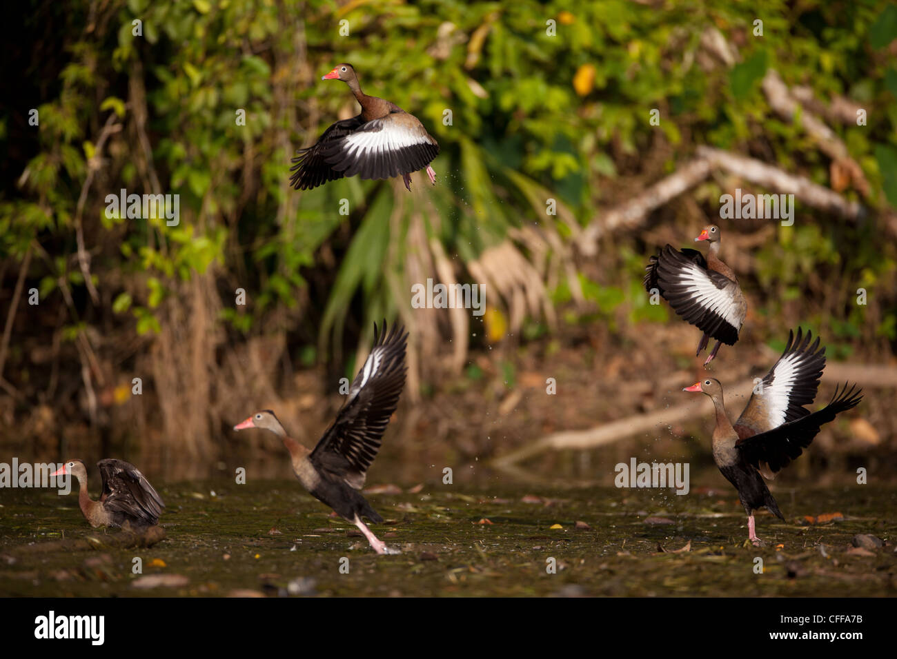 Black-bellied Whistling-ducks taking off from one of the sidearms of Gatun lake, Panama province, Republic of Panama. Stock Photo