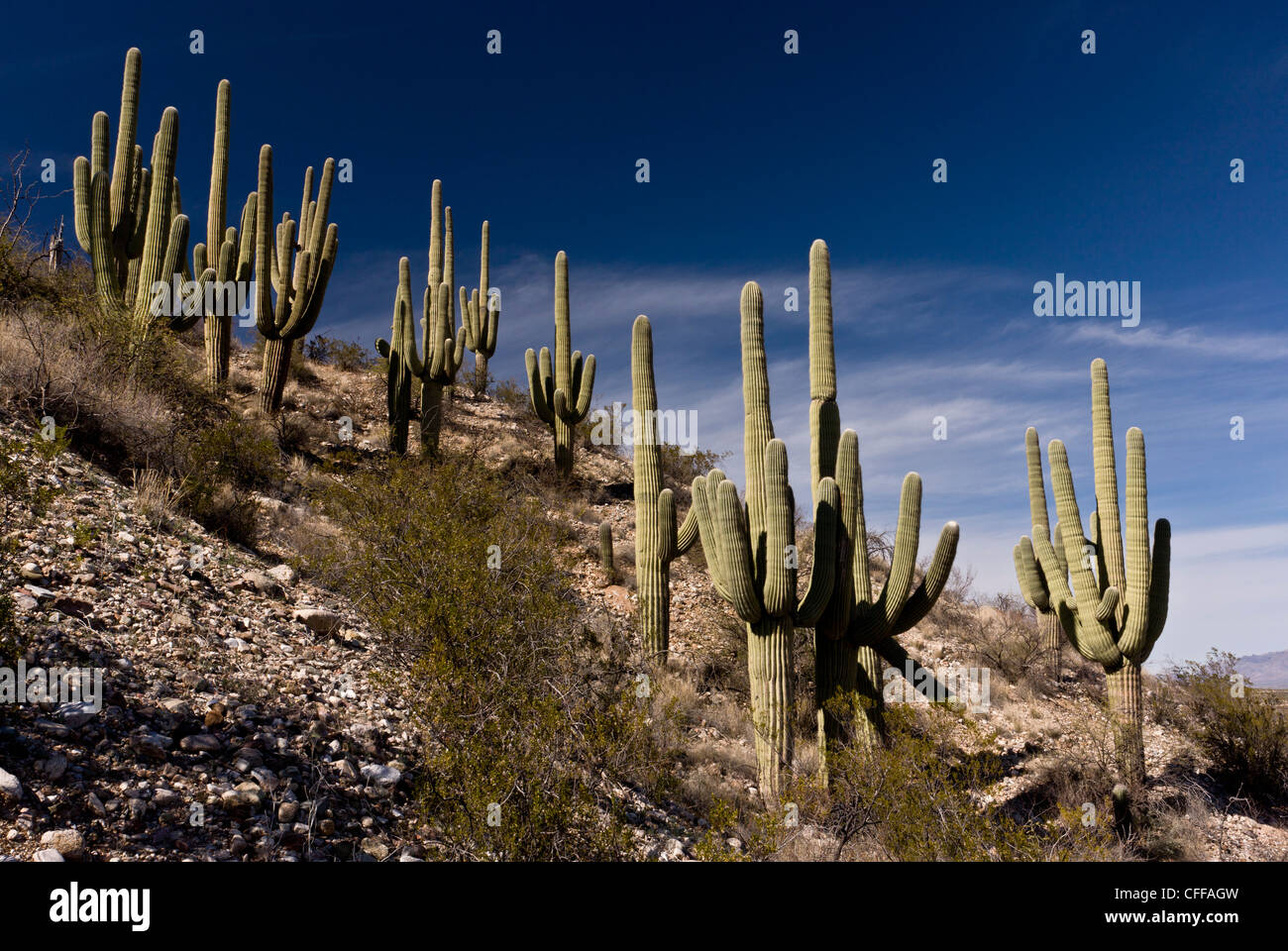 Saguaro, Giant Cactus, Carnegiea gigantea in Arizona, USA Stock Photo