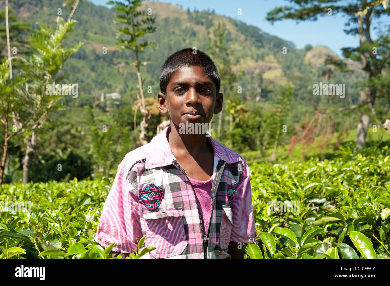 Tamil boy tea worker on a plantation in Nuwara Eliya Sri Lanka Stock Photo