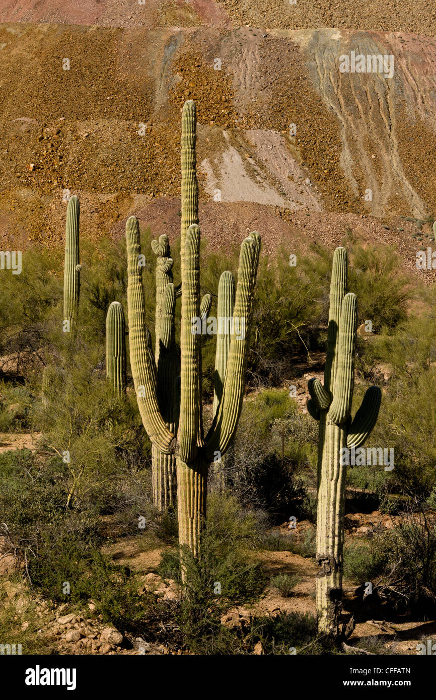 Saguaro, Giant Cactus, Carnegiea gigantea growing next to huge copper mine waste tip; Hayden, Arizona, USA Stock Photo