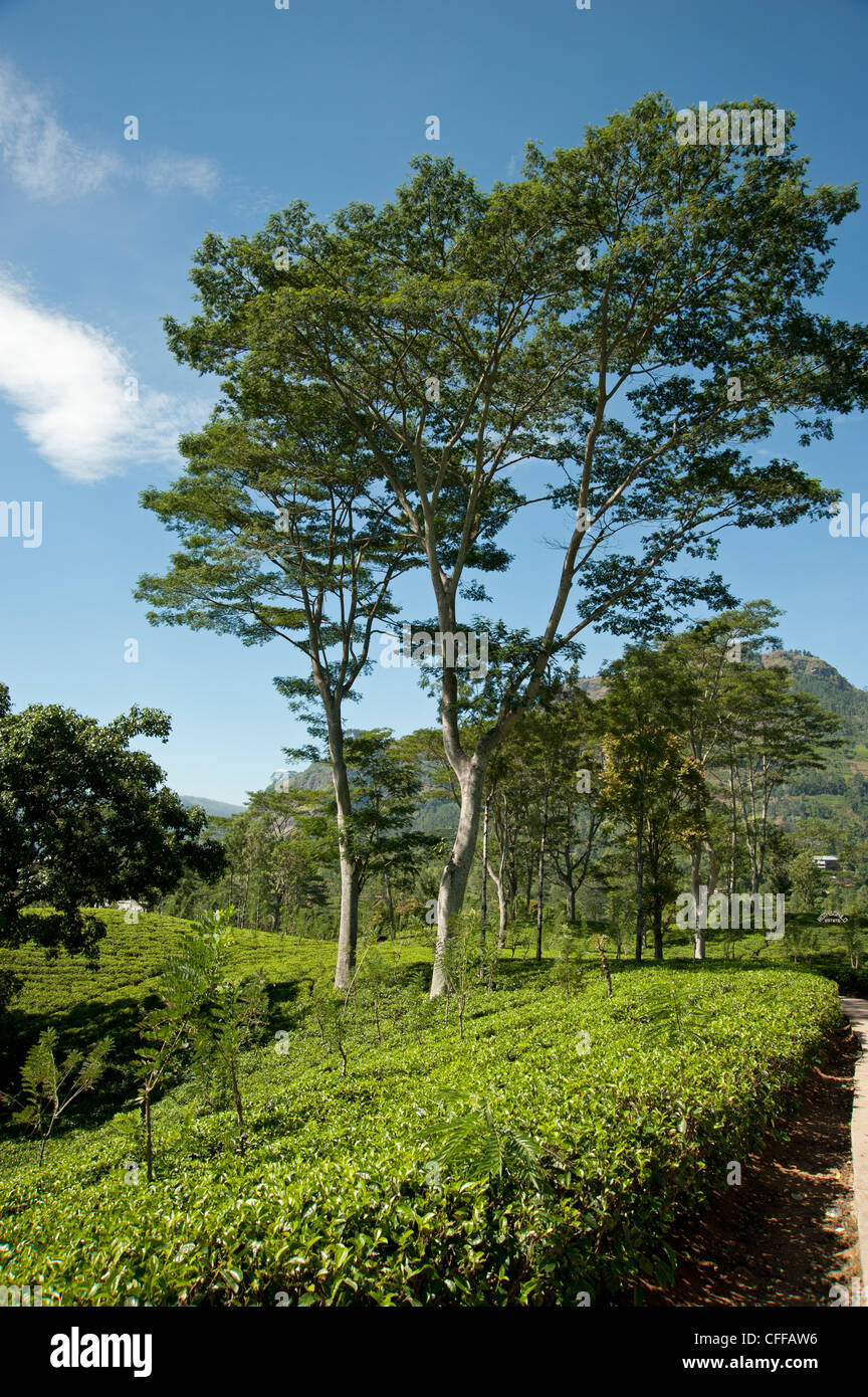 Ceylon tea bushes in the hills of Sri Lanka with trees planted to give