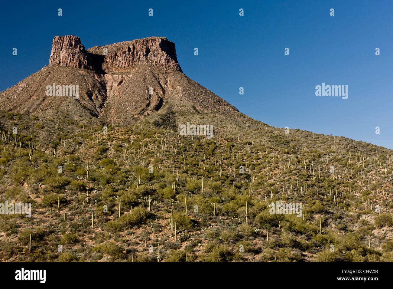 Saguaro, Giant Cactus, Carnegiea gigantea in Arizona, USA Stock Photo
