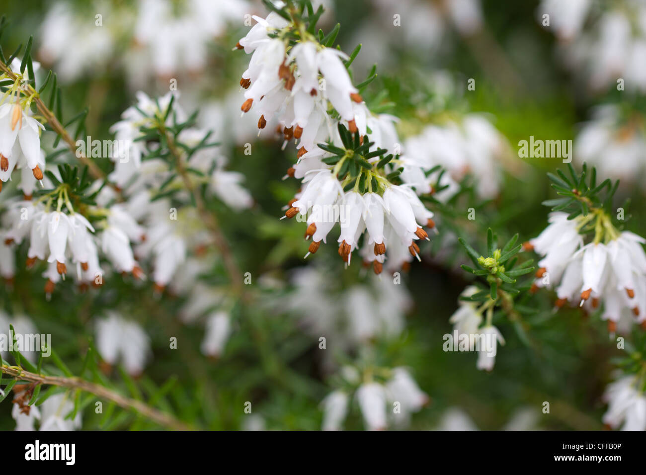 White heather flower closeup macro showing the stamen Stock Photo Alamy
