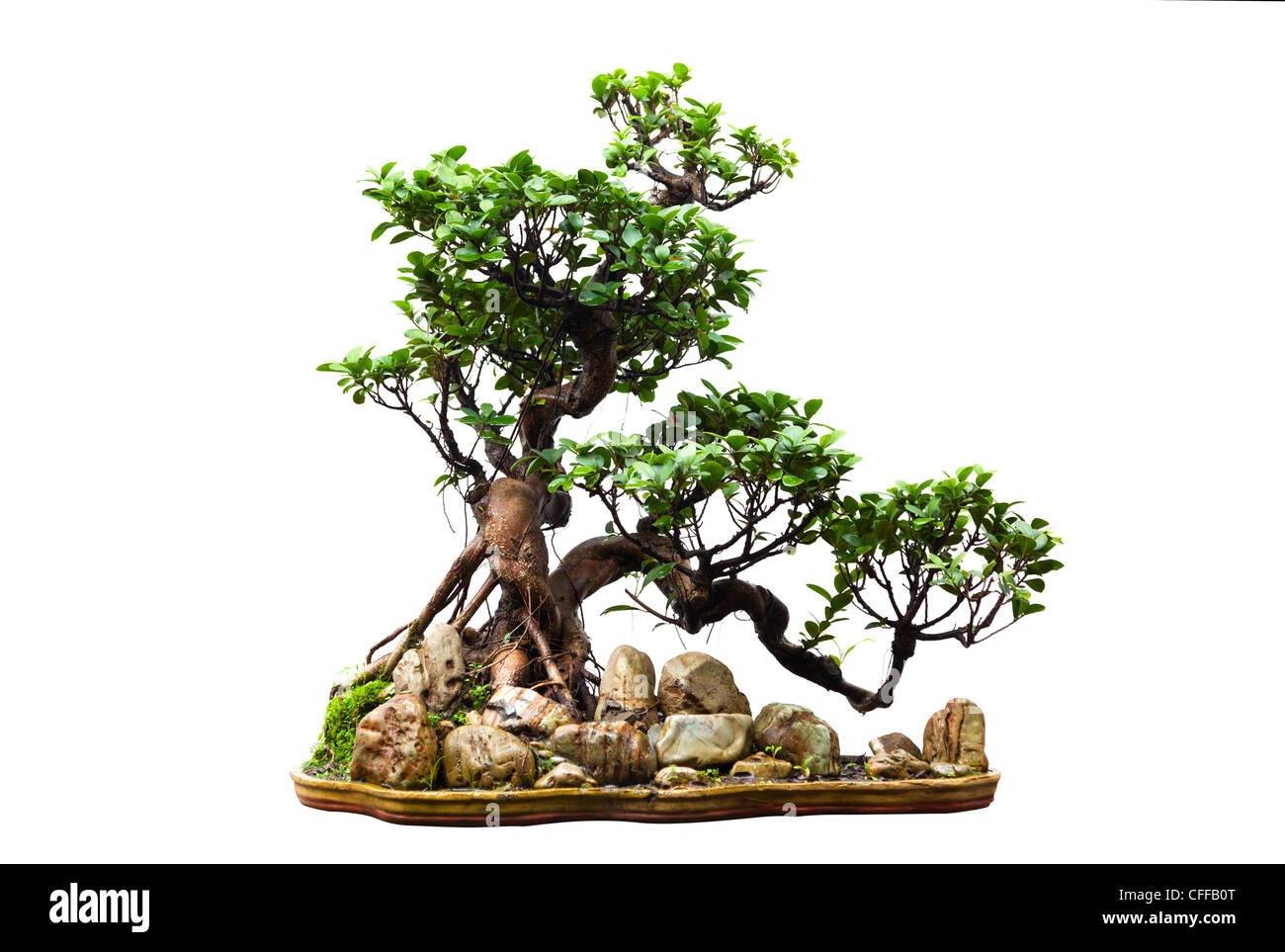 Evergreen bonsai on white Stock Photo Alamy