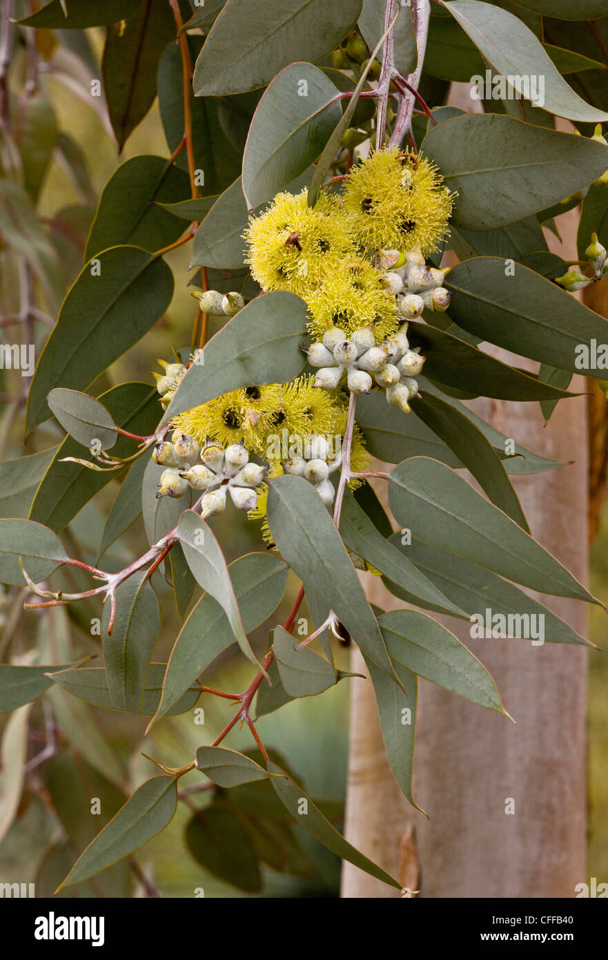 Lemon-flowered mallee, Lemon-flowered Gum, Woodward's blackbutt, Eucalyptus woodwardii in flower. Western Australian endemic. Stock Photo