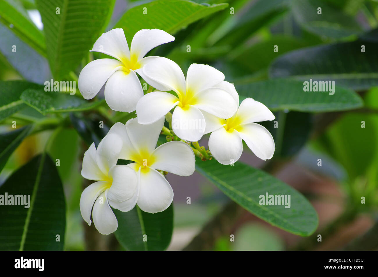 Frangipani flowers on a tree in the garden Stock Photo