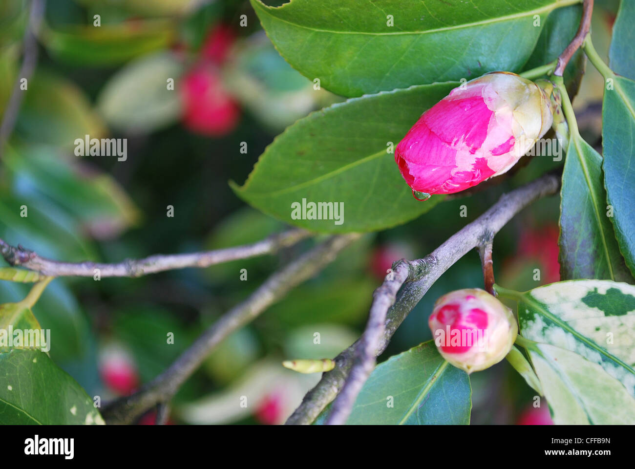 Camellia japonica bud on the bush Stock Photo