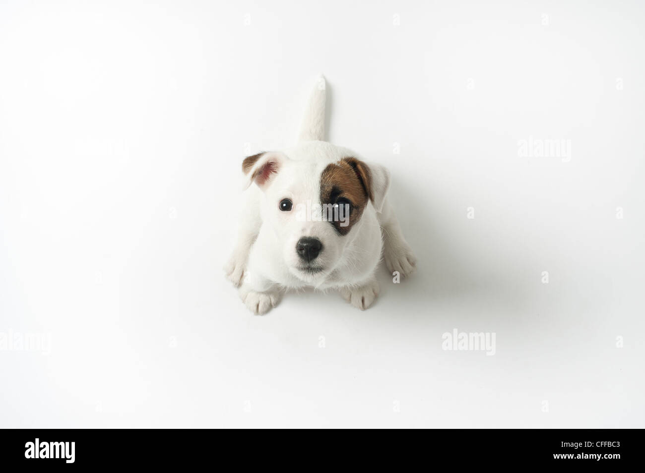 Jack Russell puppy looking up. Stock Photo