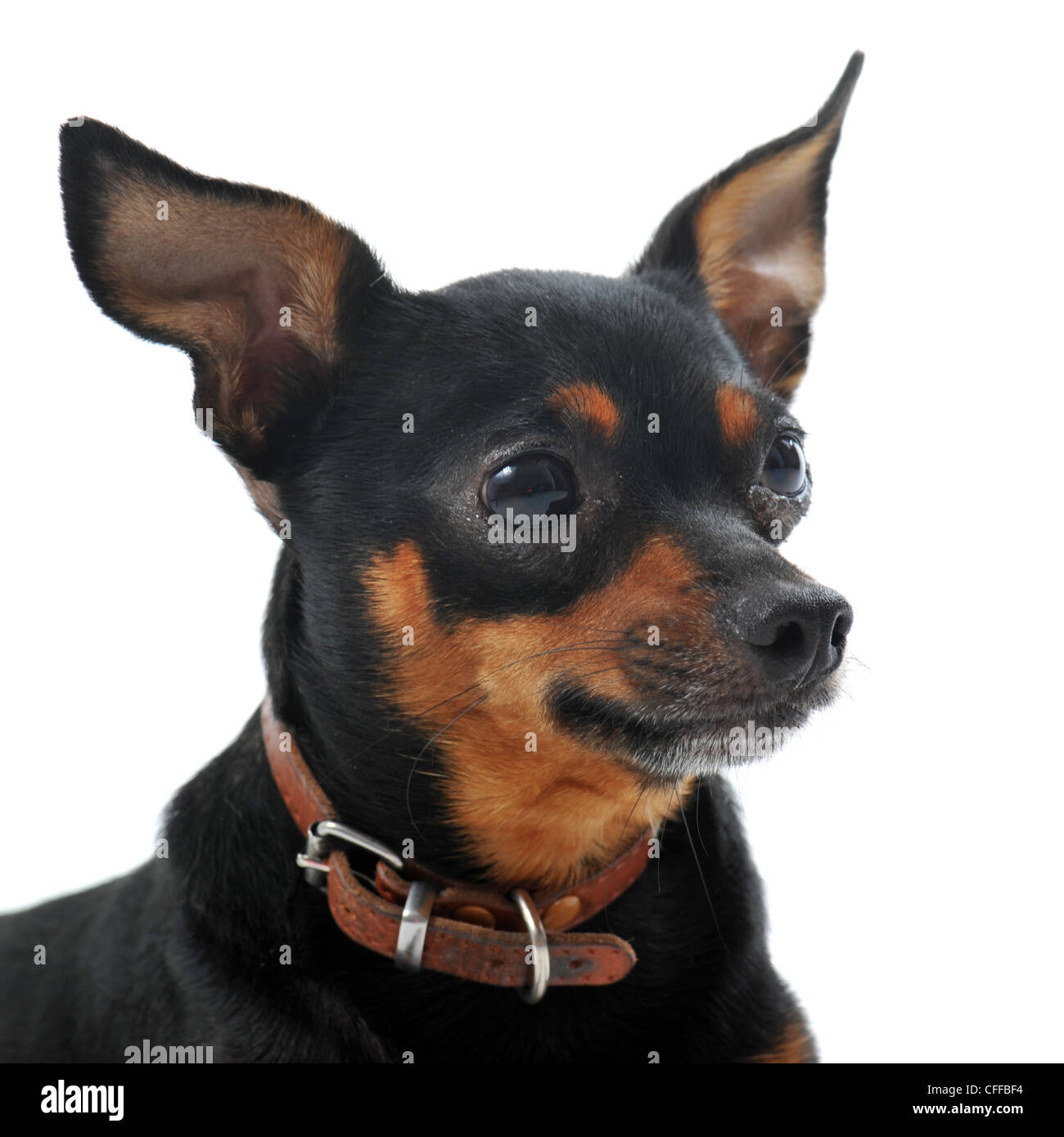 portrait of a sick miniature pinscher with Leishmaniasis with hair removal outline the eyes on a white background Stock Photo