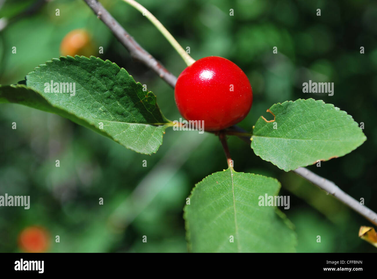 Red ripe cherry on the tree, free space for text Stock Photo - Alamy