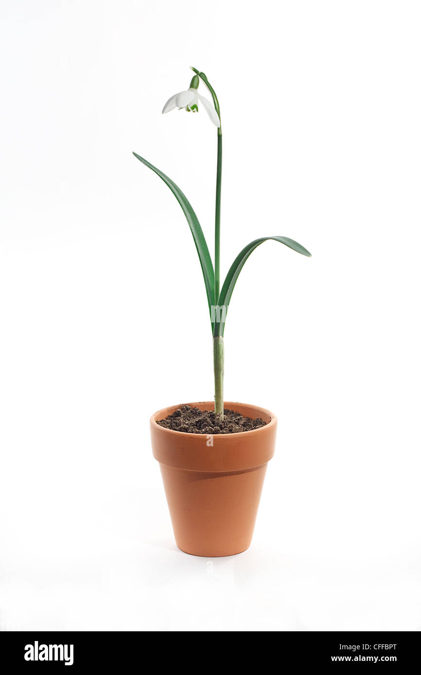 A single snowdrop in a terracotta plant pot on a white background Stock Photo